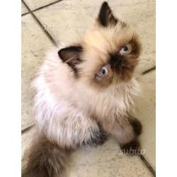 Cucciolo di gatto persiano