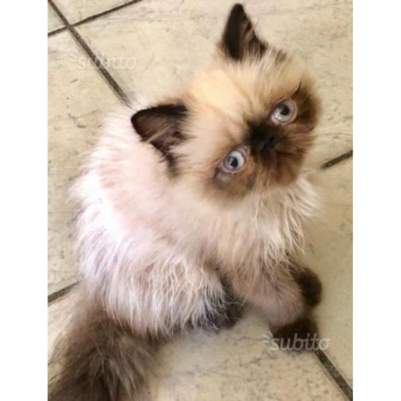 Cucciolo di gatto persiano